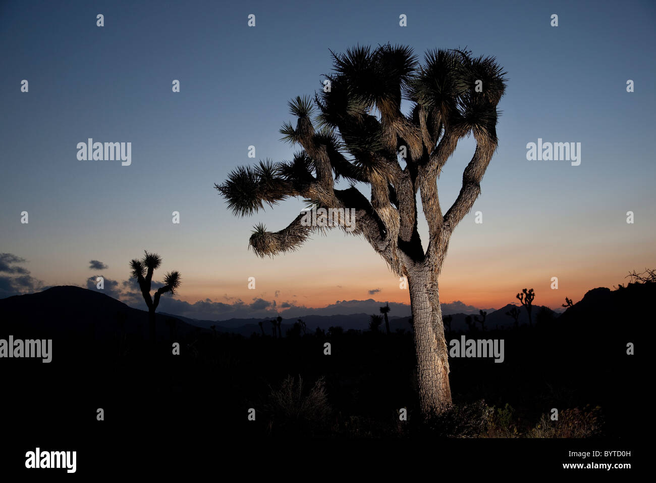 Sunset at Joshua Tree National Park California USA Stock Photo