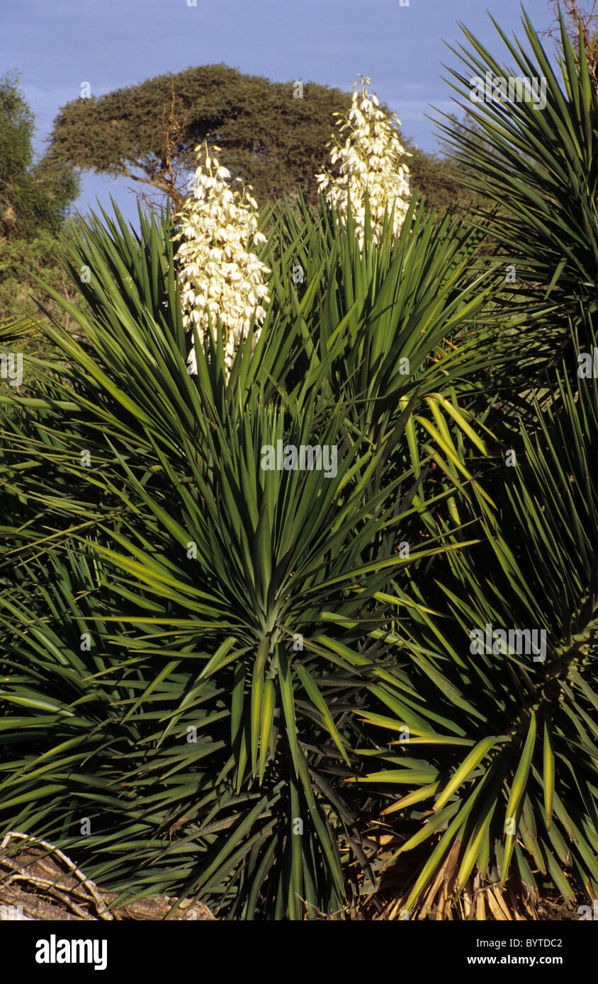 Yucca Elephantipes Spineless High Resolution Stock Photography and ...
