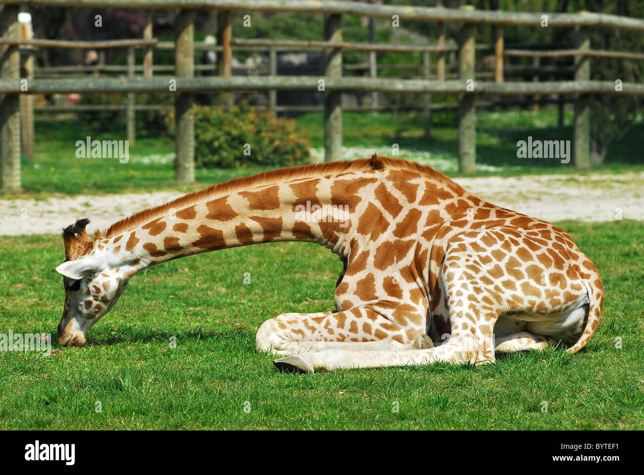 Giraffe (Giraffa camelopardalis) viewed of profile lying on grass Stock Photo