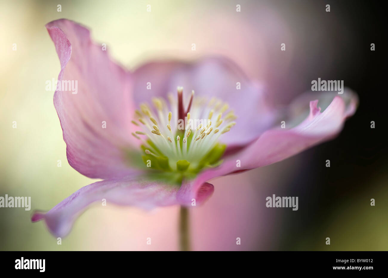 A single pink Hellebore flower   Helleborus orientalis Stock Photo