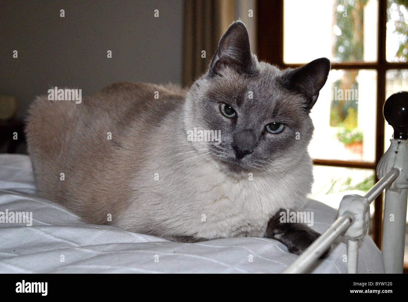 Blue point traditional Siamese male, Los Angeles, breed somewhere between applehead and wedge, once abandoned now in heaven Stock Photo