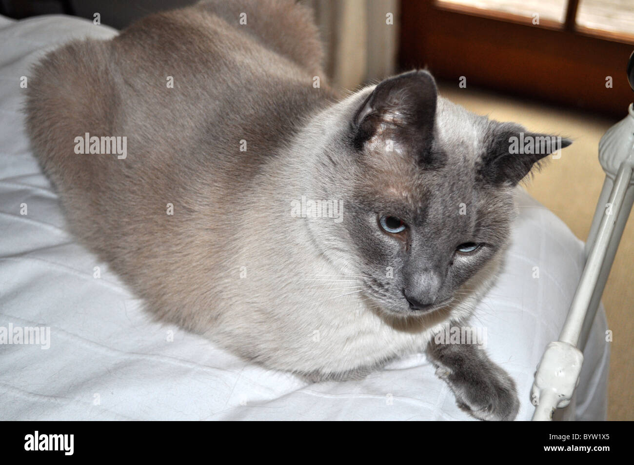 Blue point traditional Siamese male, Los Angeles, breed somewhere between applehead and wedge, once abandoned now homed. Stock Photo