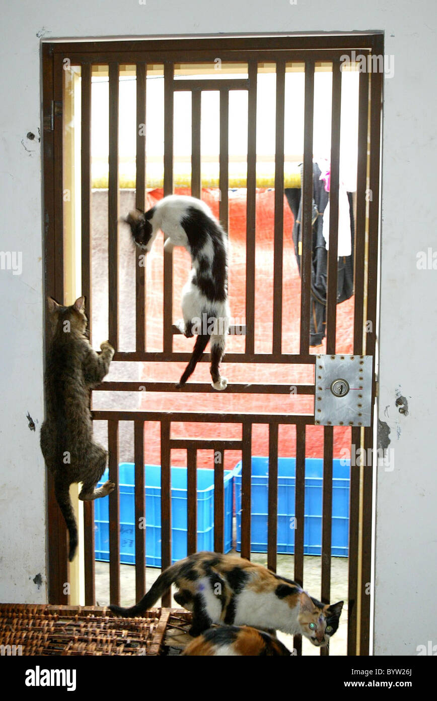 * CATS SAVED FROM STEW A staggering 860 cats have been rescued from the ...