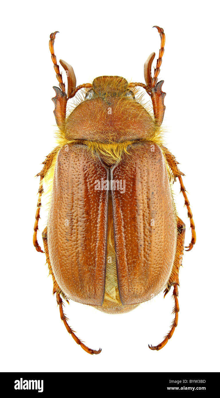 Male of Holochelus aequinoctialis isolated on white background Stock Photo