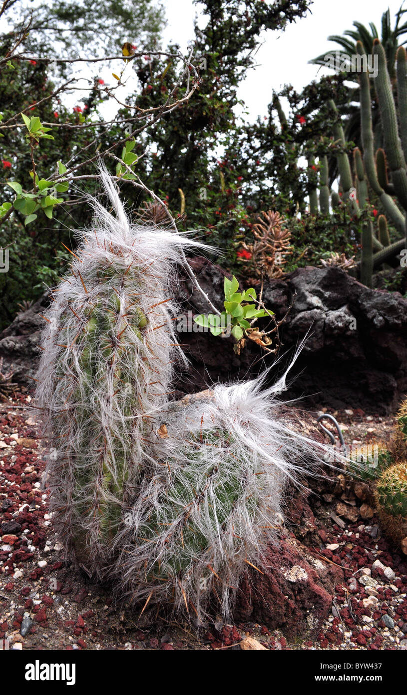 Furry Mamillopsis senilis cacti from northern Mexico Stock Photo