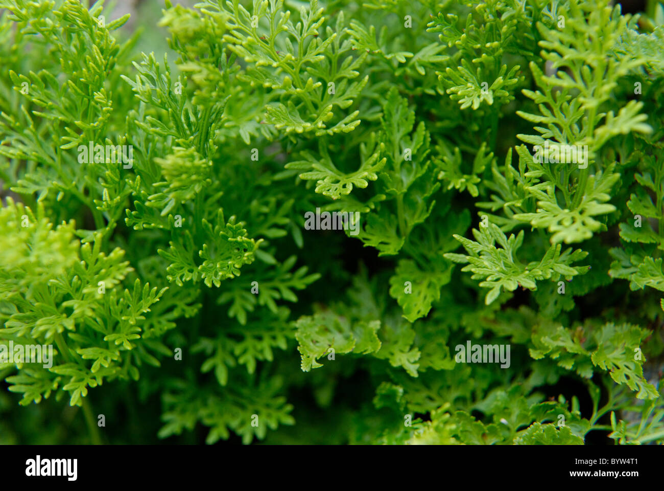 A beautiful bright green Parsley Fern plant Stock Photo
