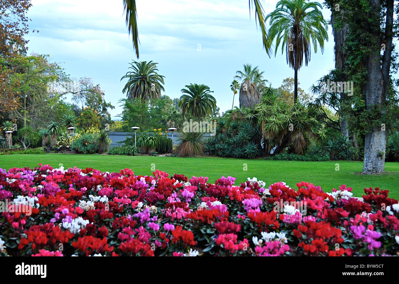 Winter cyclamen and palms in temperate Huntingdon Gardens, Los Angeles, just before Christmas, 2010. Stock Photo