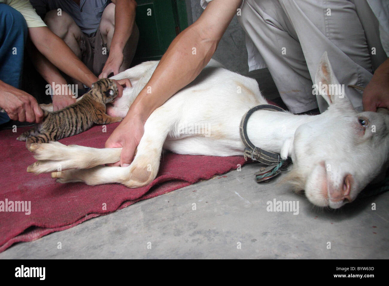 THE CAT'S MOTHER Oh dear, looks like these wild cats have confused their mum with a goat! The