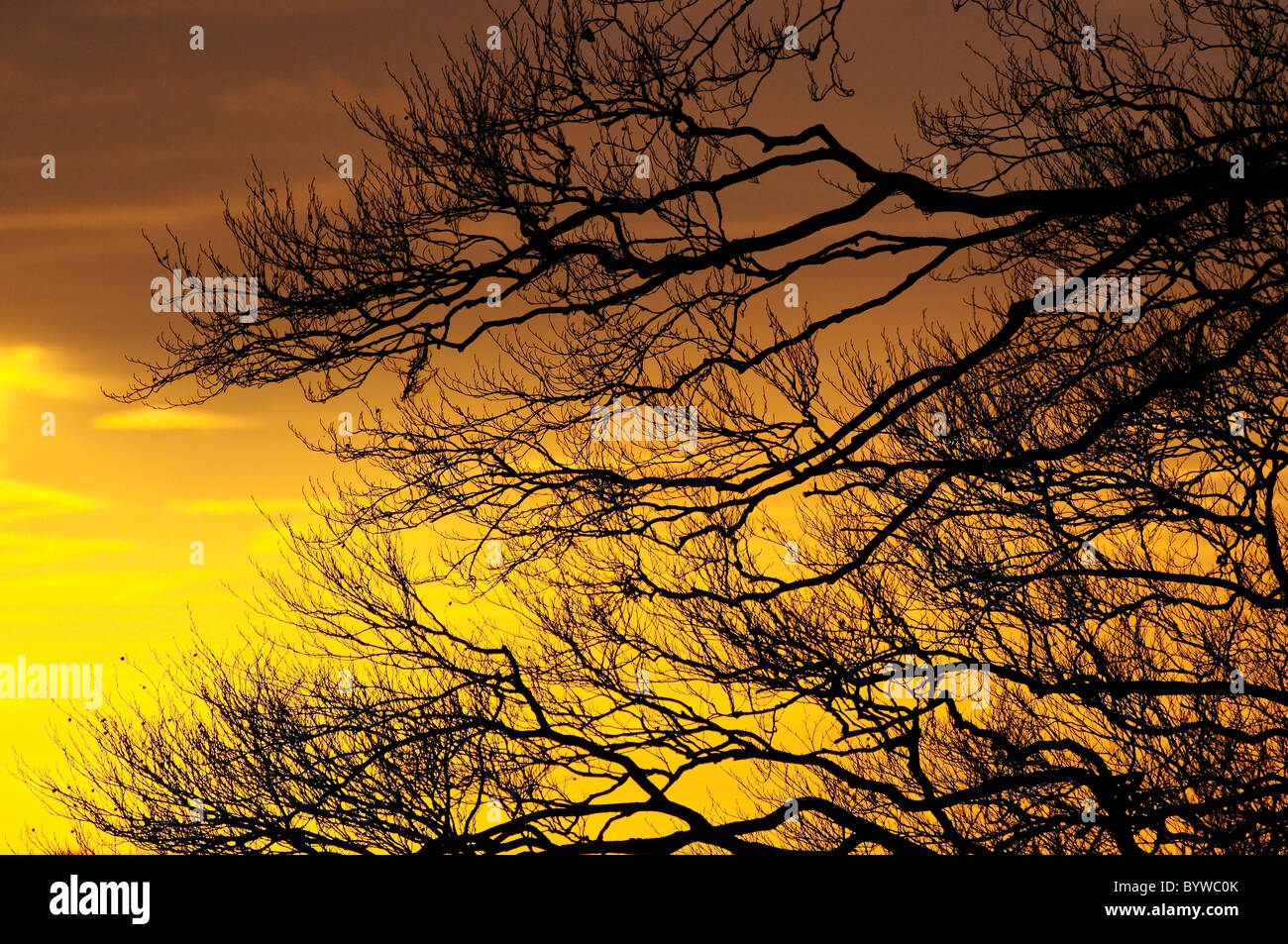 Beech Tree Silhouette High Resolution Stock Photography and Images - Alamy
