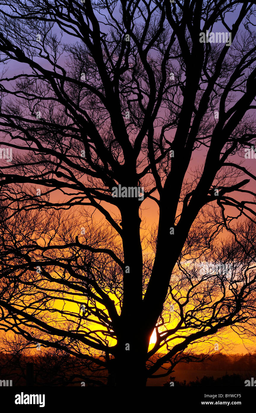 Beech Tree Silhouette High Resolution Stock Photography and Images - Alamy