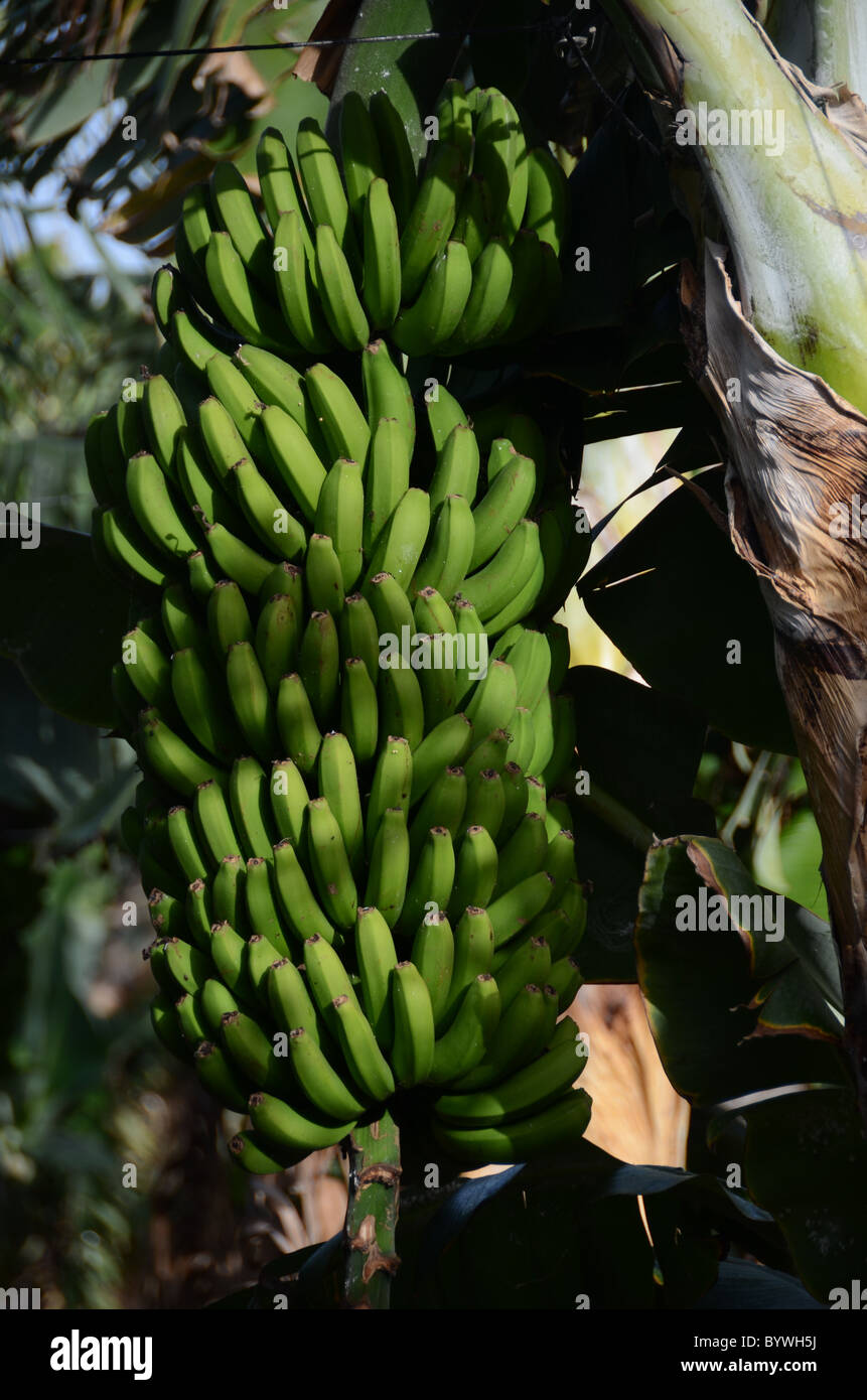 Banana plant Canary Islands detail grow Stock Photo