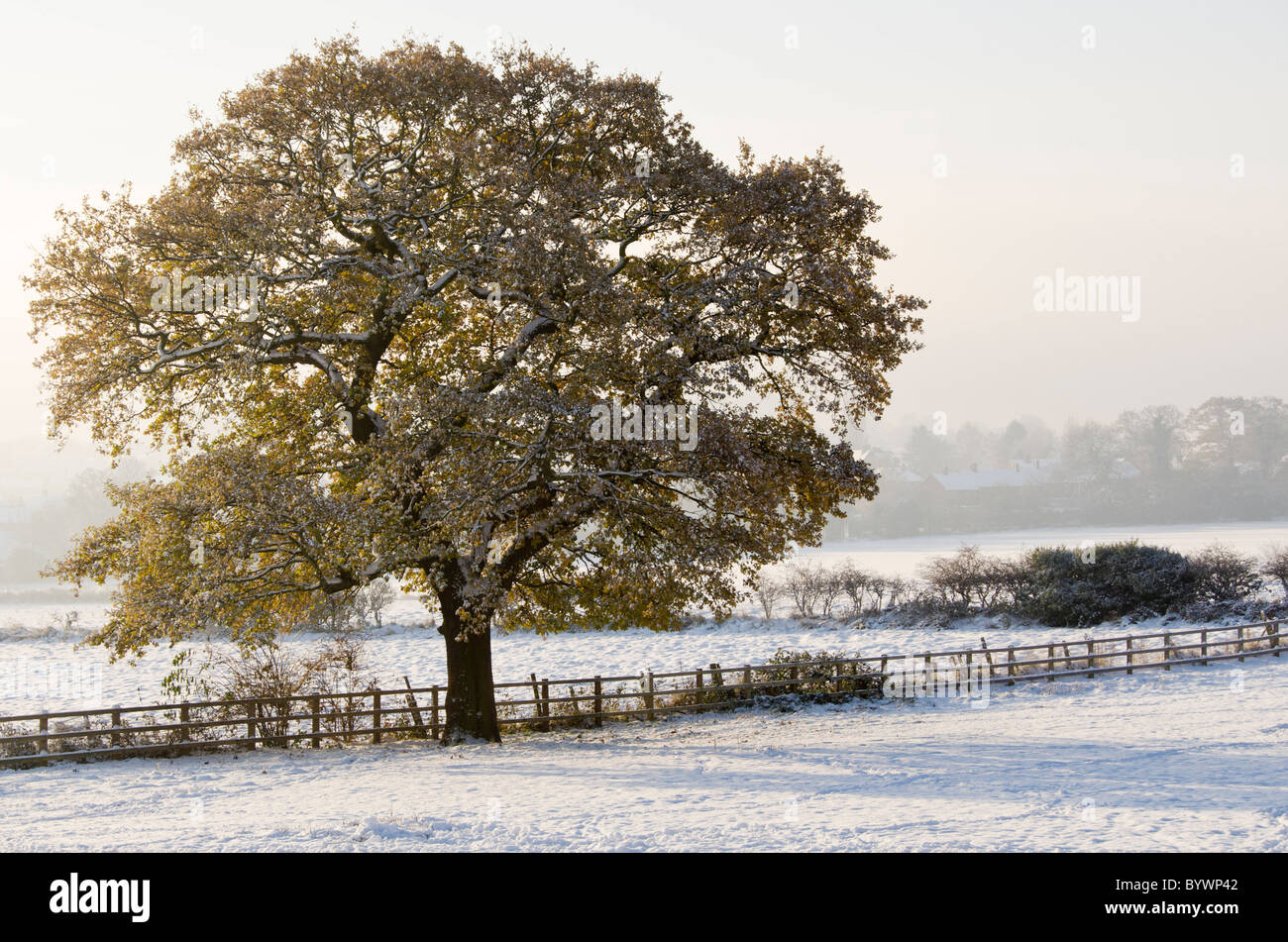 An early autumn snowfall on a tree still covered with autumn leaves Stock Photo