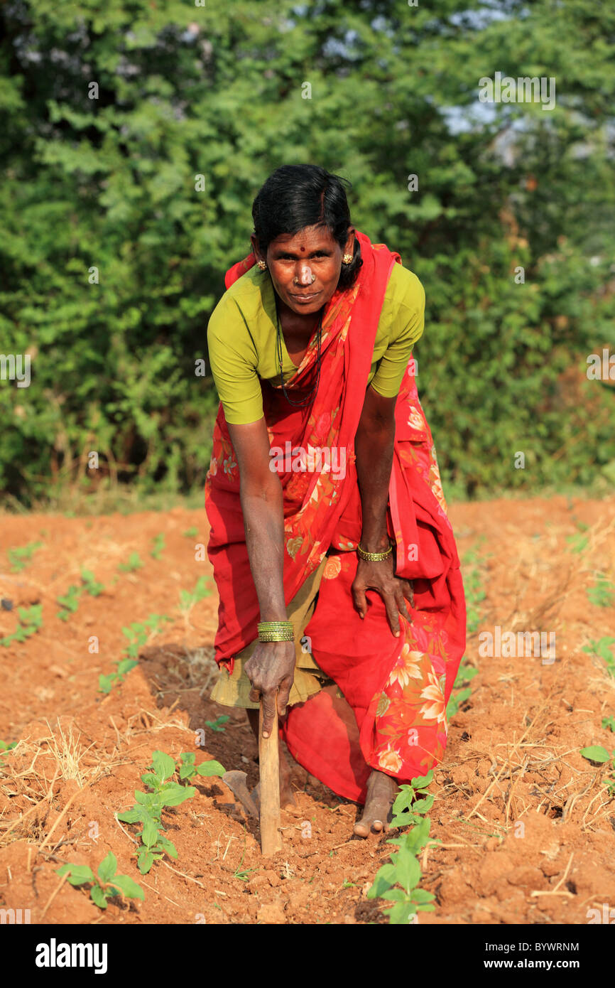 woman working in a field Andhra Pradesh South India Stock Photo