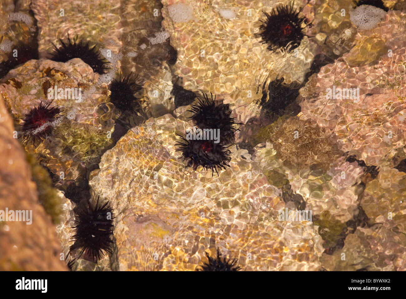 Sea Urchins at La Playuela beach at Cabo Rojo wildlife preserve Puerto