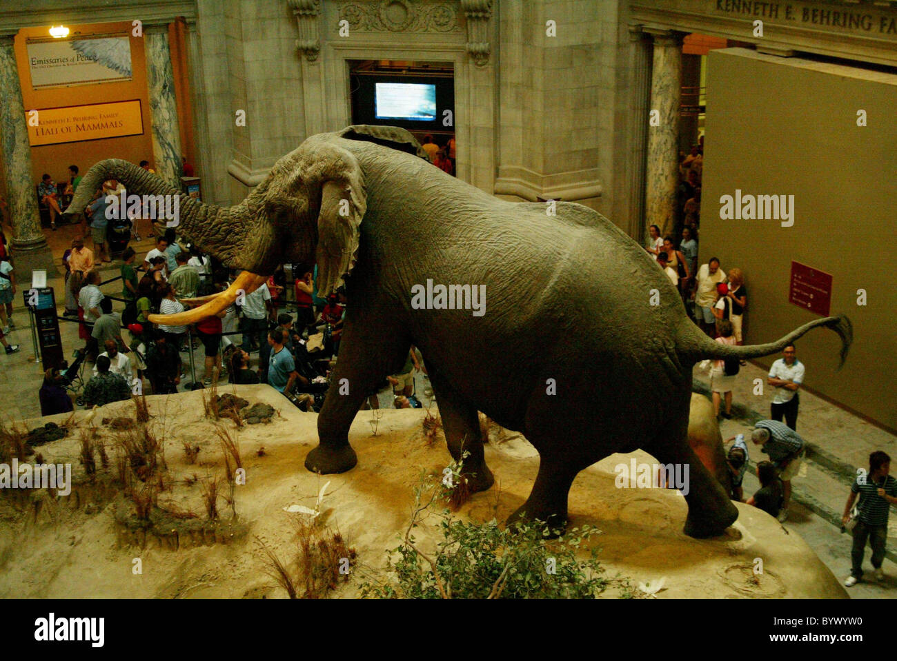 The African elephant at the Smithsonian Museum of Natural History is