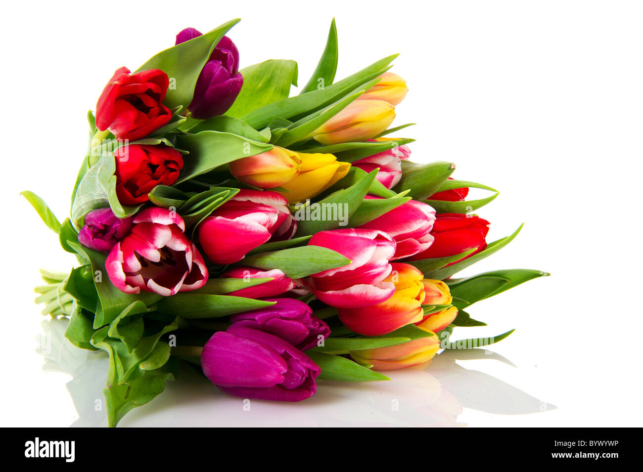 Various colored Dutch tulips isolated on white background Stock Photo ...
