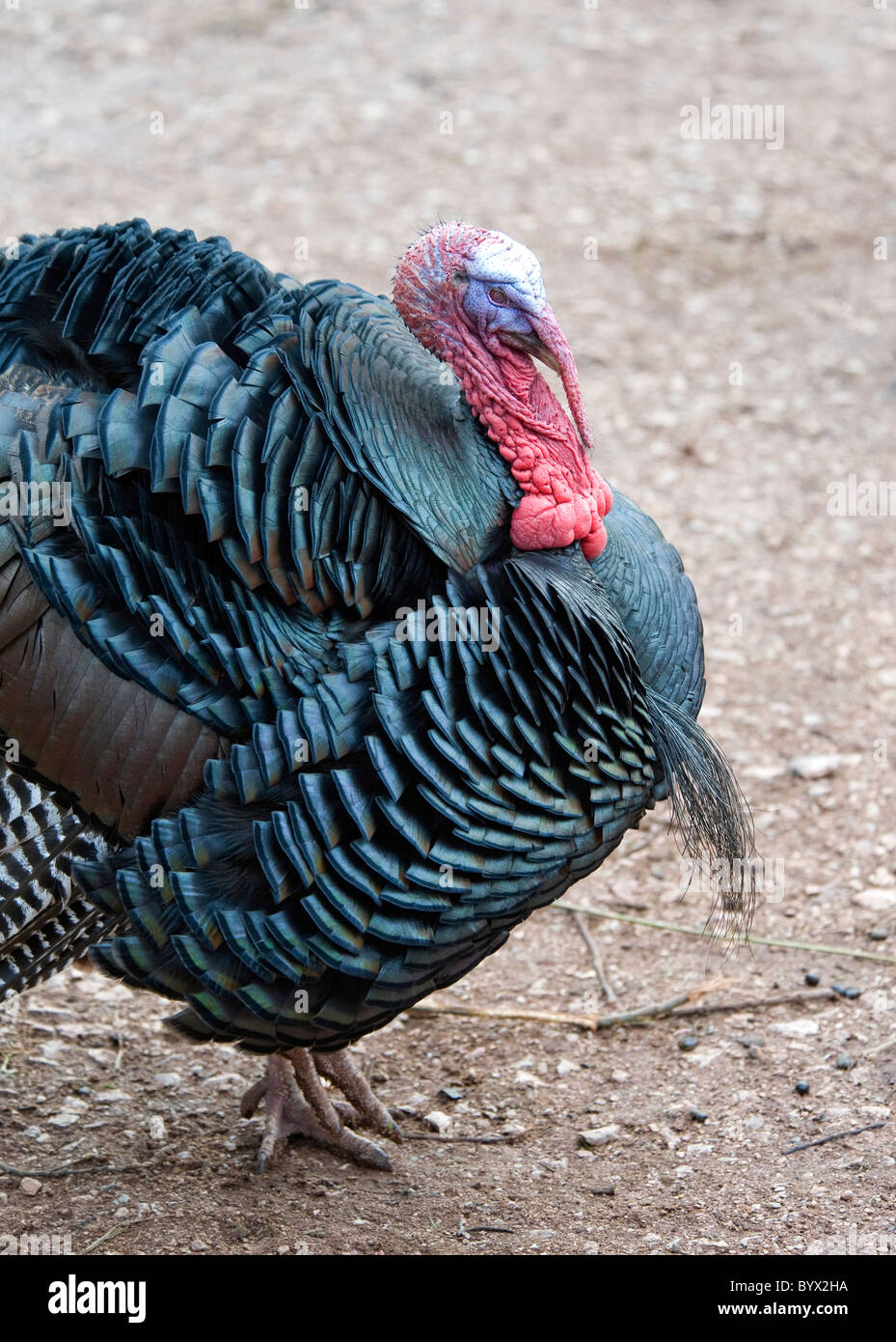 Close up of a Wild Turkey Stock Photo