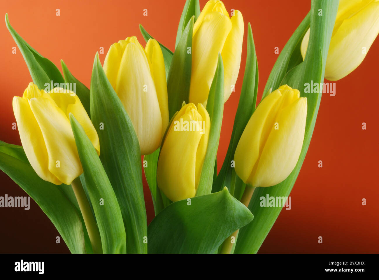 still life of yellow tulips Stock Photo - Alamy