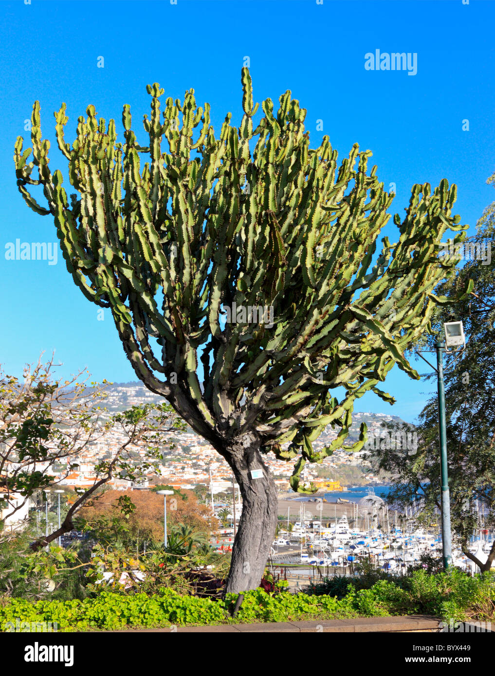 Large Euphorbia Tree in Parque de Santa Catarina, Funchal, Madeira Stock Photo