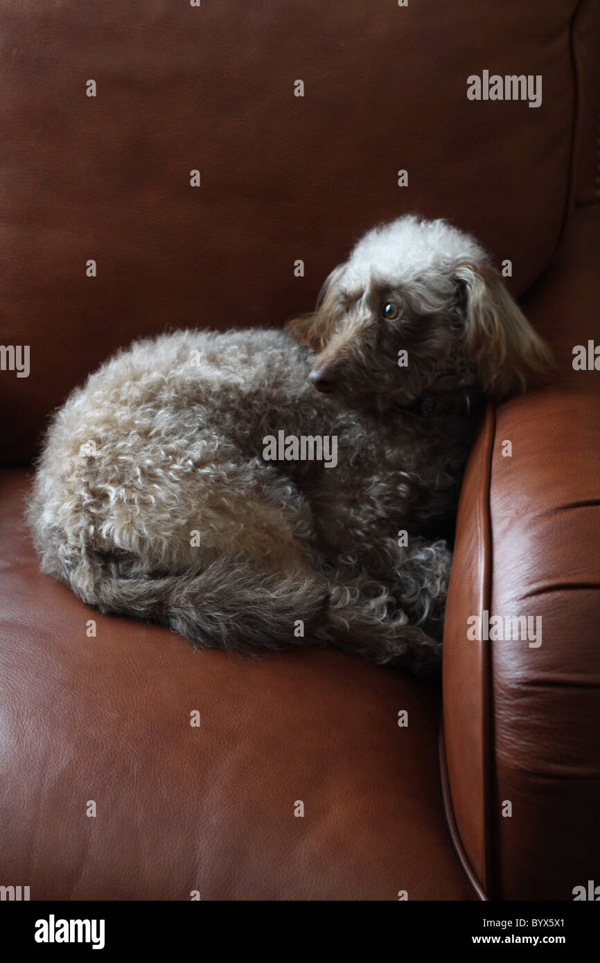 A cute dog sitting on a leather chair Stock Photo - Alamy