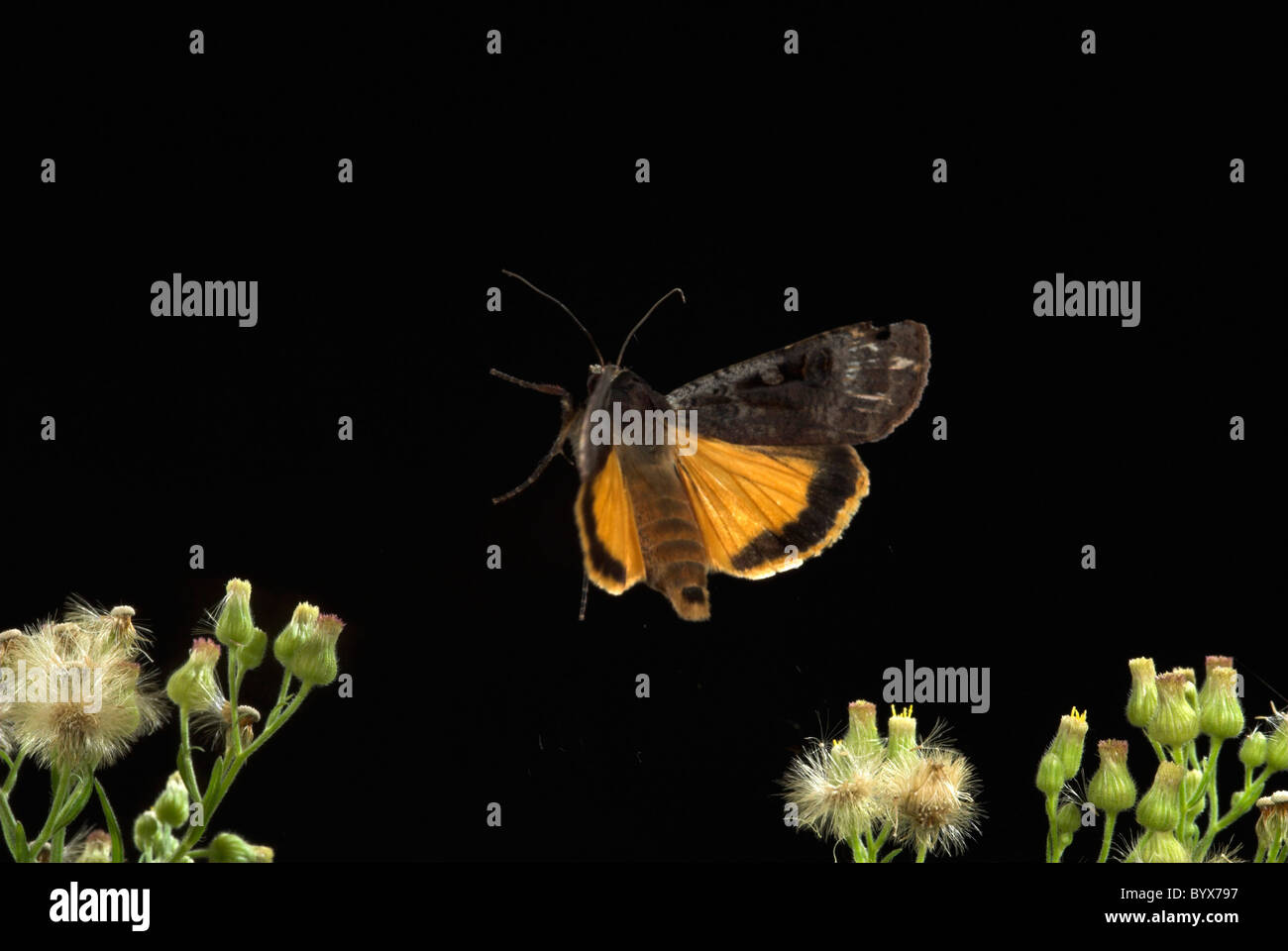 Large Yellow Underwing Moth Noctua pronuba in flight UK Stock Photo