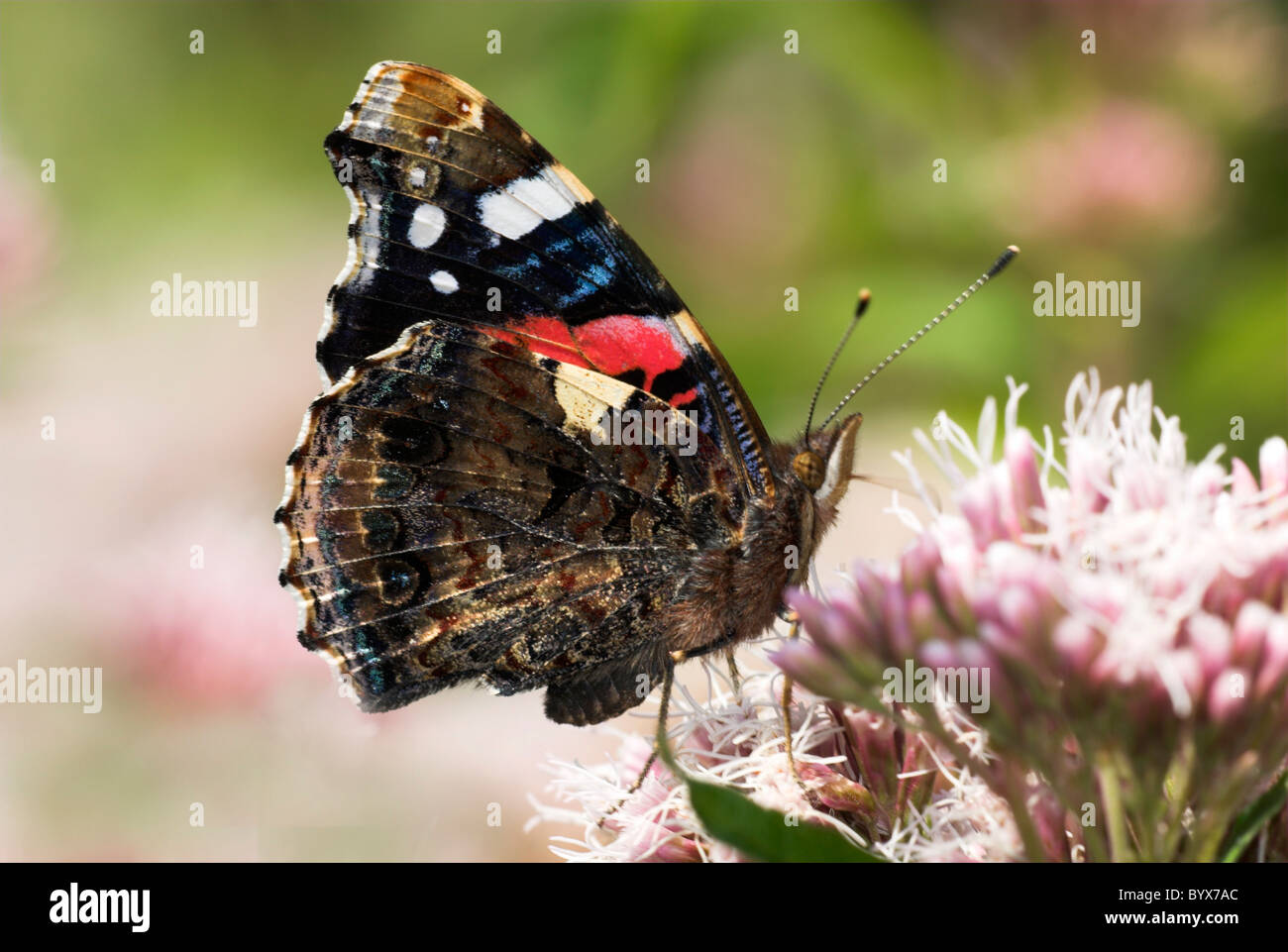 Red Admiral Butterfly Vanessa Atalanta UK Stock Photo