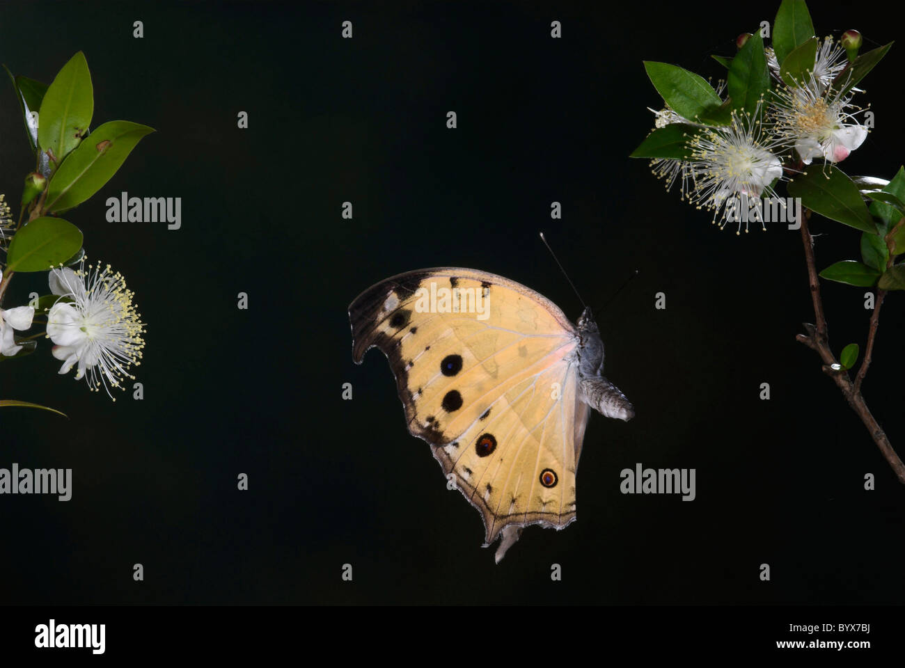 Mother of Pearl Butterfly Salamis parhassus in flight Africa Stock