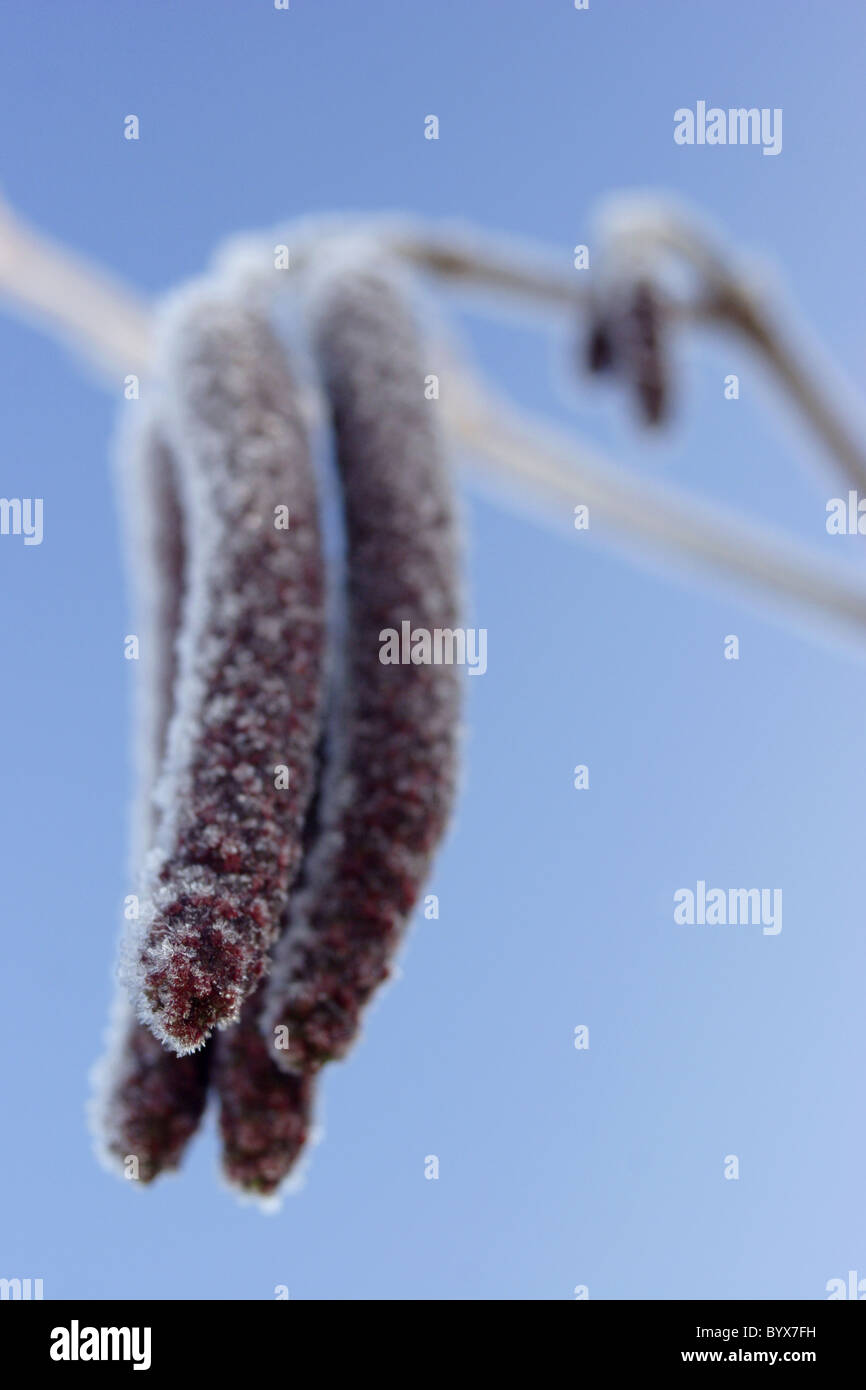 Alder Catkins (Alnus glutinosa) with frost against blue sky, February, Yorkshire, UK Stock Photo