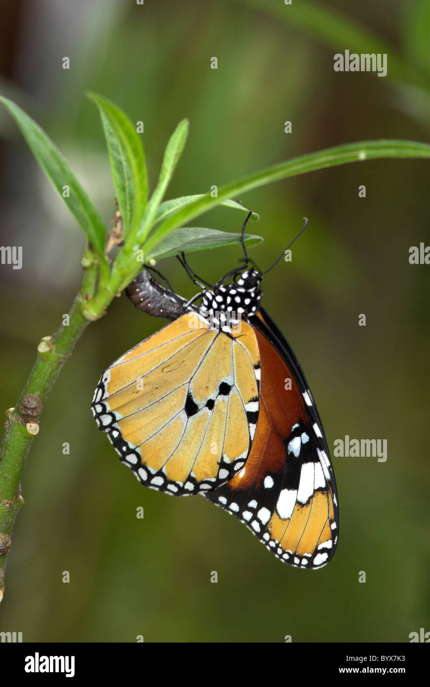Plain Tiger Butterfly Danaus chrysippus laying eggs Asia Stock Photo