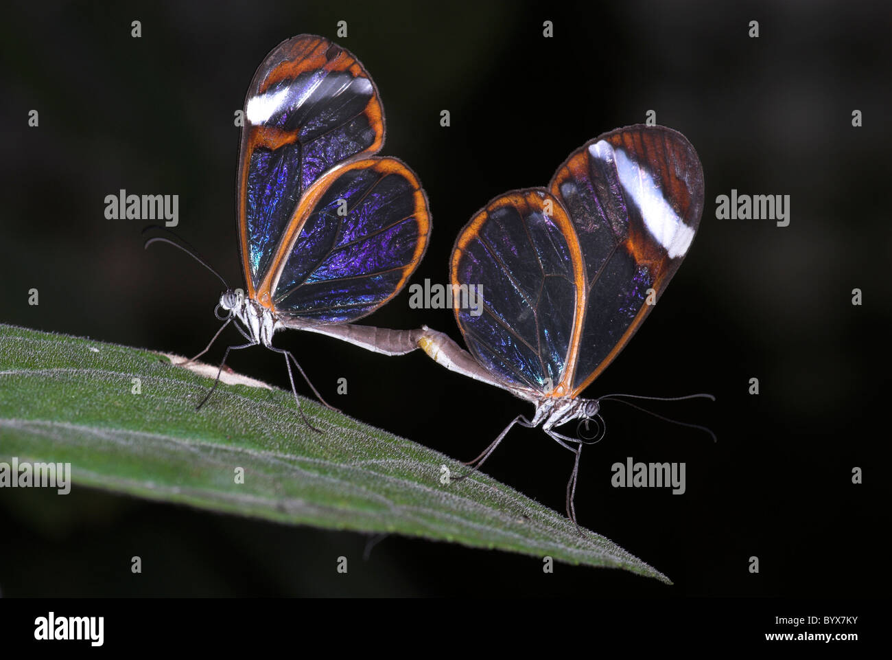 Greta Oto Clearwing Glasswing Butterfly Central America Stock Photo