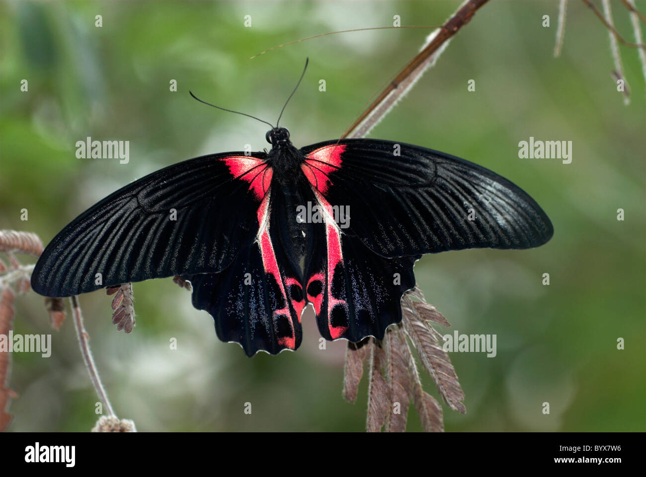 Scarlet Swallowtail Butterfly Papilio rumanzovia Asia Stock Photo