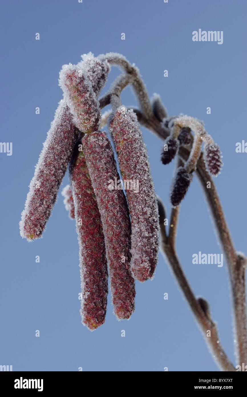 Alder Catkins (Alnus glutinosa) with frost against blue sky, February, Yorkshire, UK Stock Photo