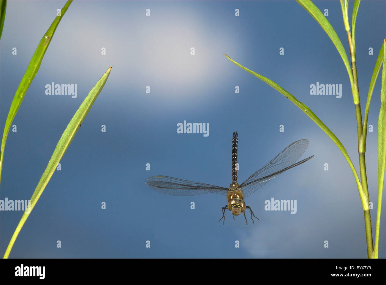 Dragonfly Common aeshna Aeshna juncea in flight UK Stock Photo