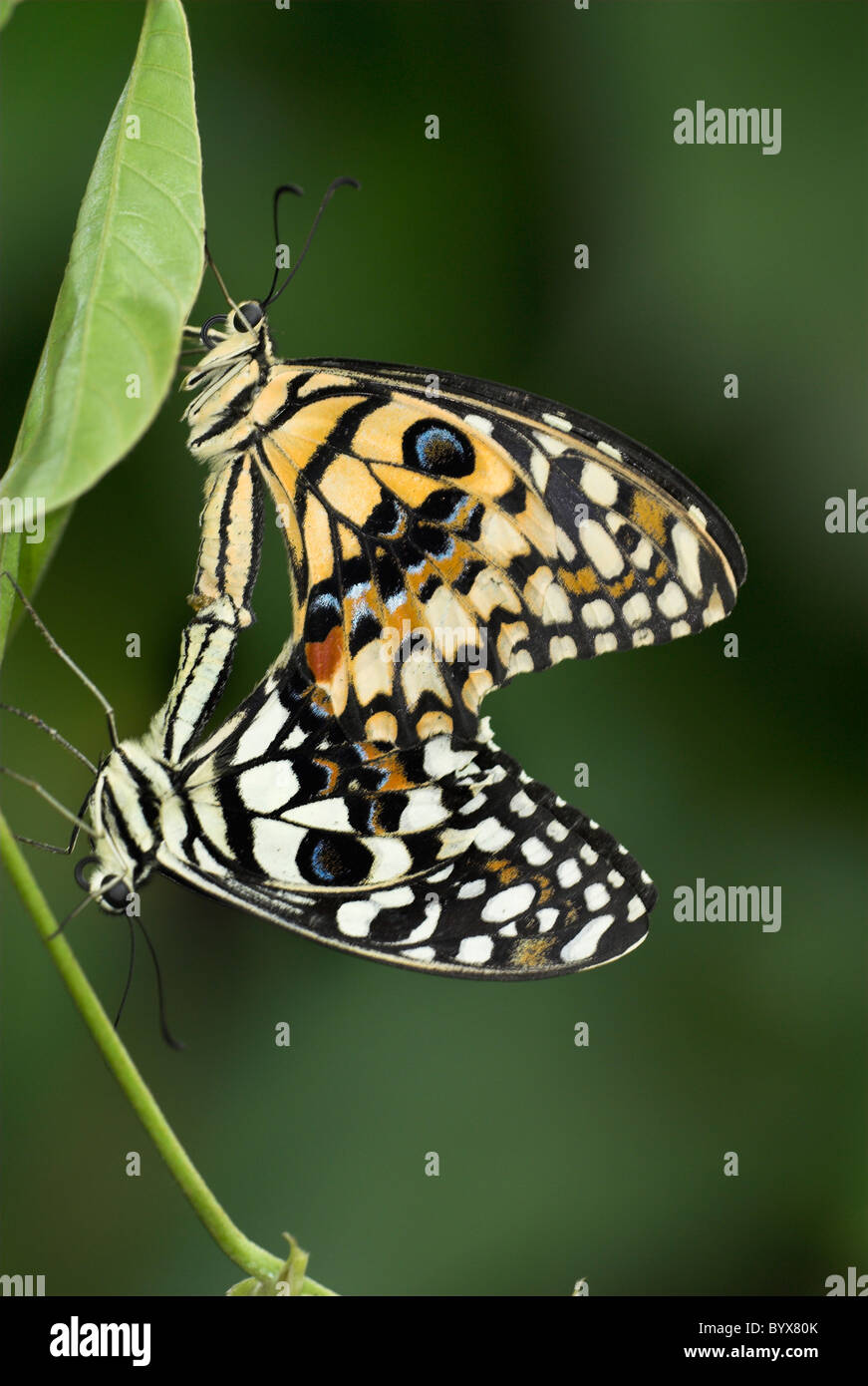 Lime Swallowtail Butterflies Papilio demoleus Asia Stock Photo