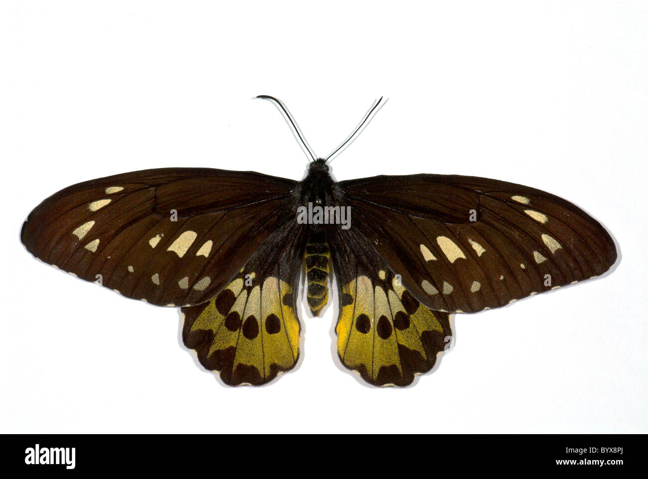 Rothschilds Birdwing Butterfly Ornithoptera rothschildi Indonesia Stock Photo