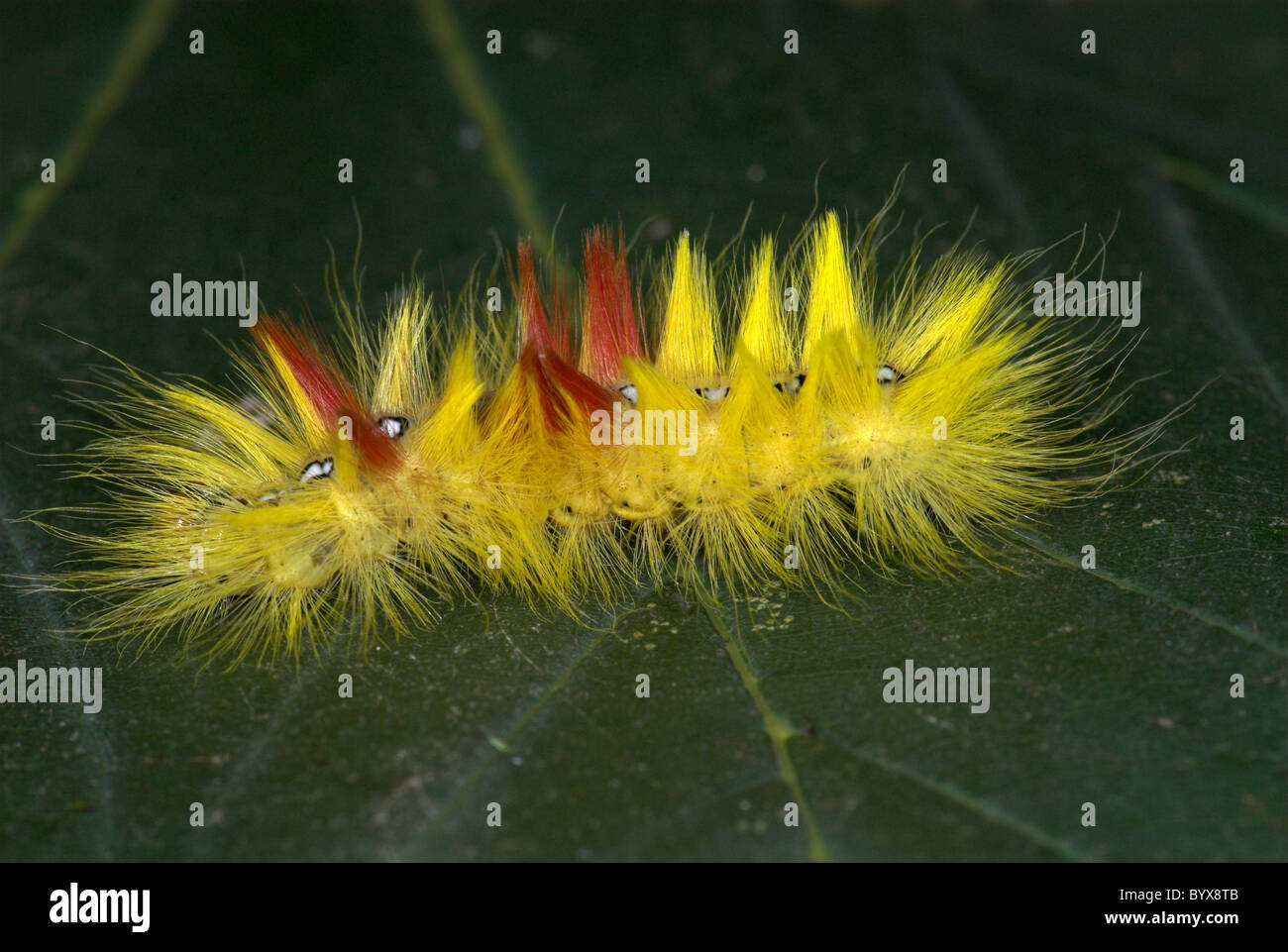 Sycamore Moth Caterpillar Acronicta aceris UK Stock Photo - Alamy