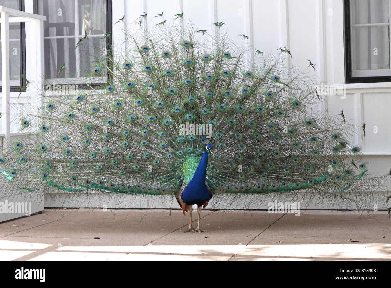 Peacock against white house at Mayfield Park in Austin, Texas Stock Photo
