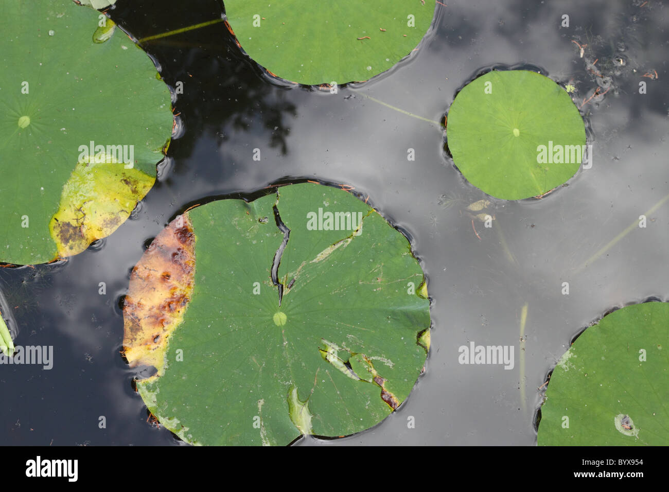 Lily pad in pond with reflection of the sky and clouds Stock Photo