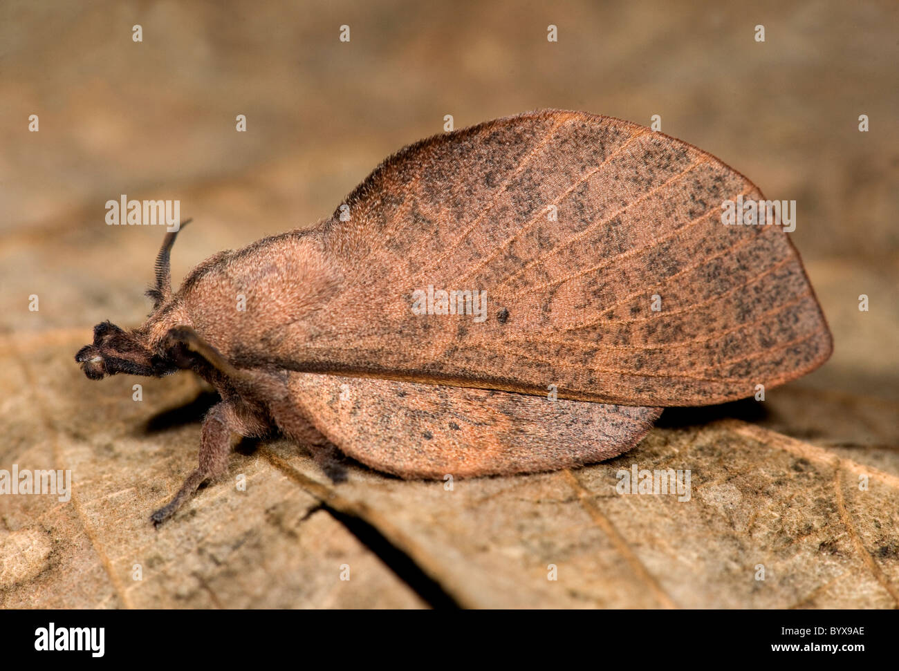 lappet moth Lasiocampidae family India Stock Photo