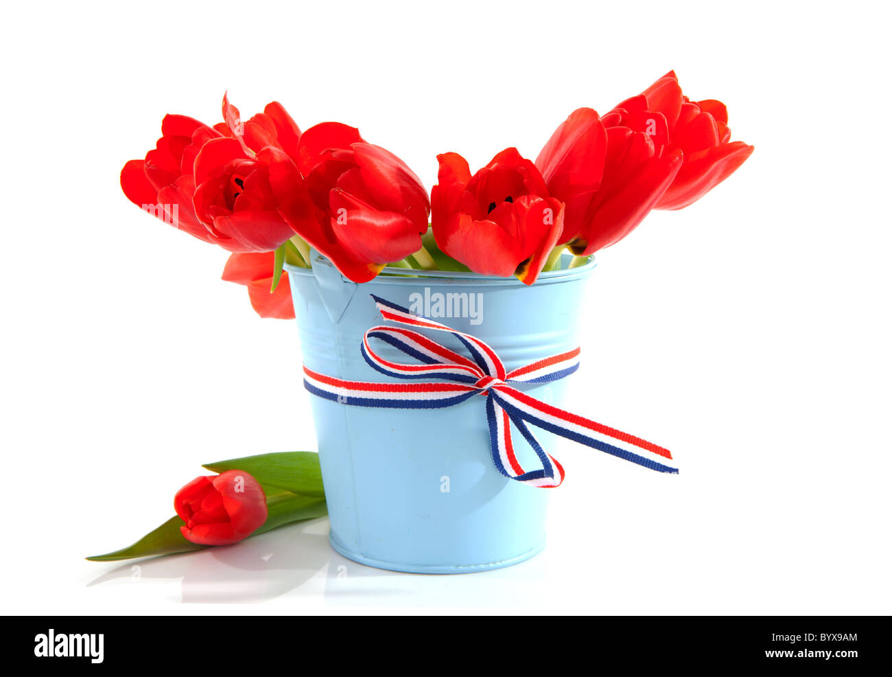 Blue bucket with red Dutch tulips over white background Stock Photo Alamy