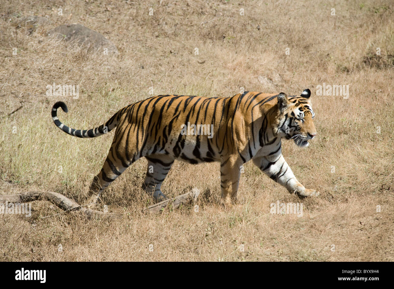 Bengal Tiger Panthera tigris tigris India Stock Photo