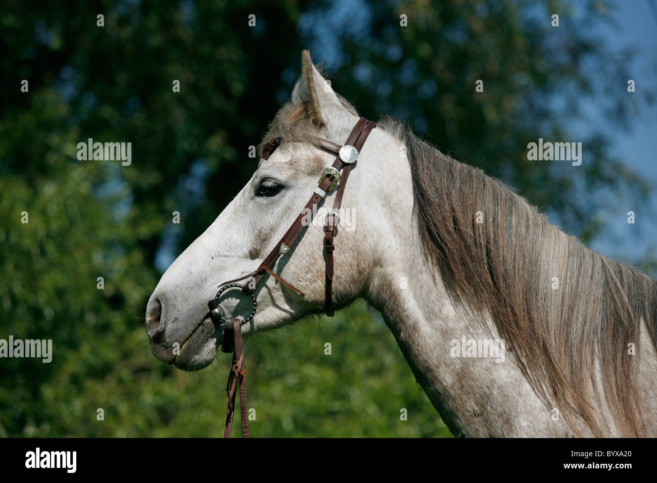 Schimmel Portrait / white horse Stock Photo