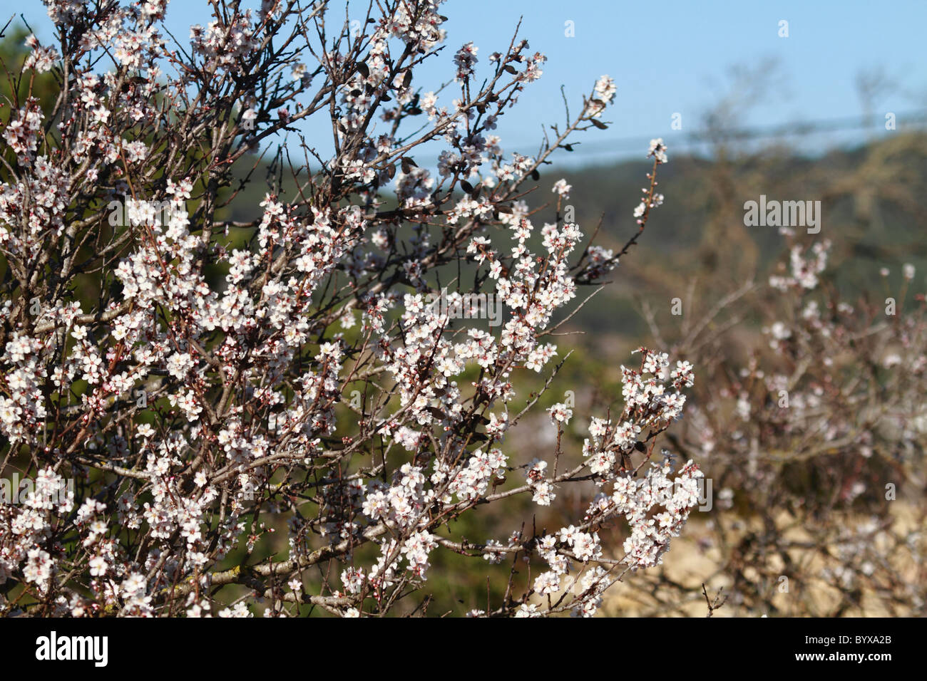 Almond trees in bloom at the valley of Santa Ines, Ibiza, Spain Stock Photo
