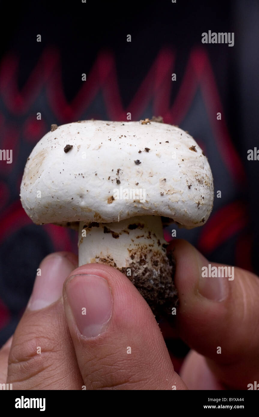 Photo of a wild field mushroom (Agaricus Campestris) Stock Photo