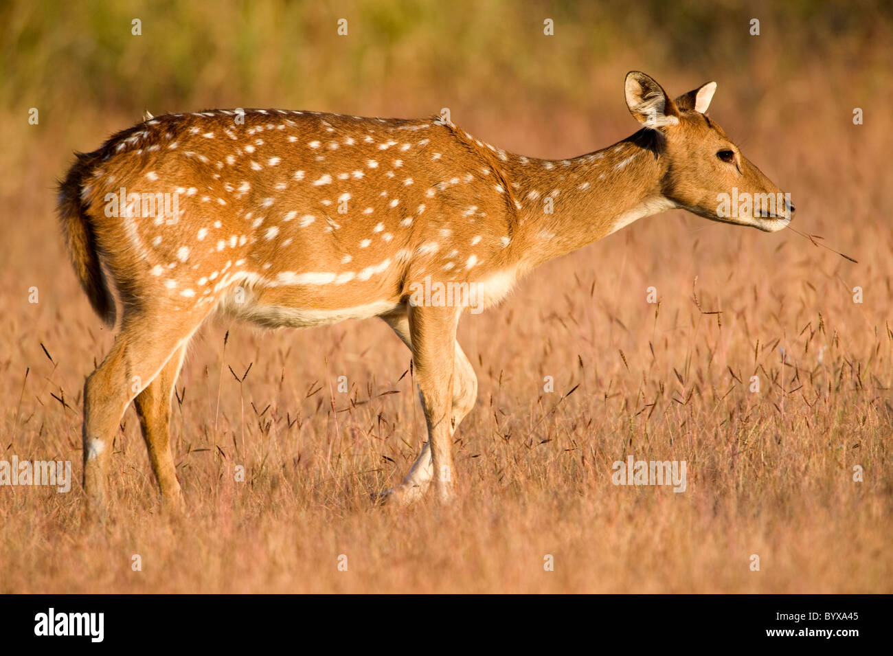 Spotted Deer or Chital Axis axis India Stock Photo