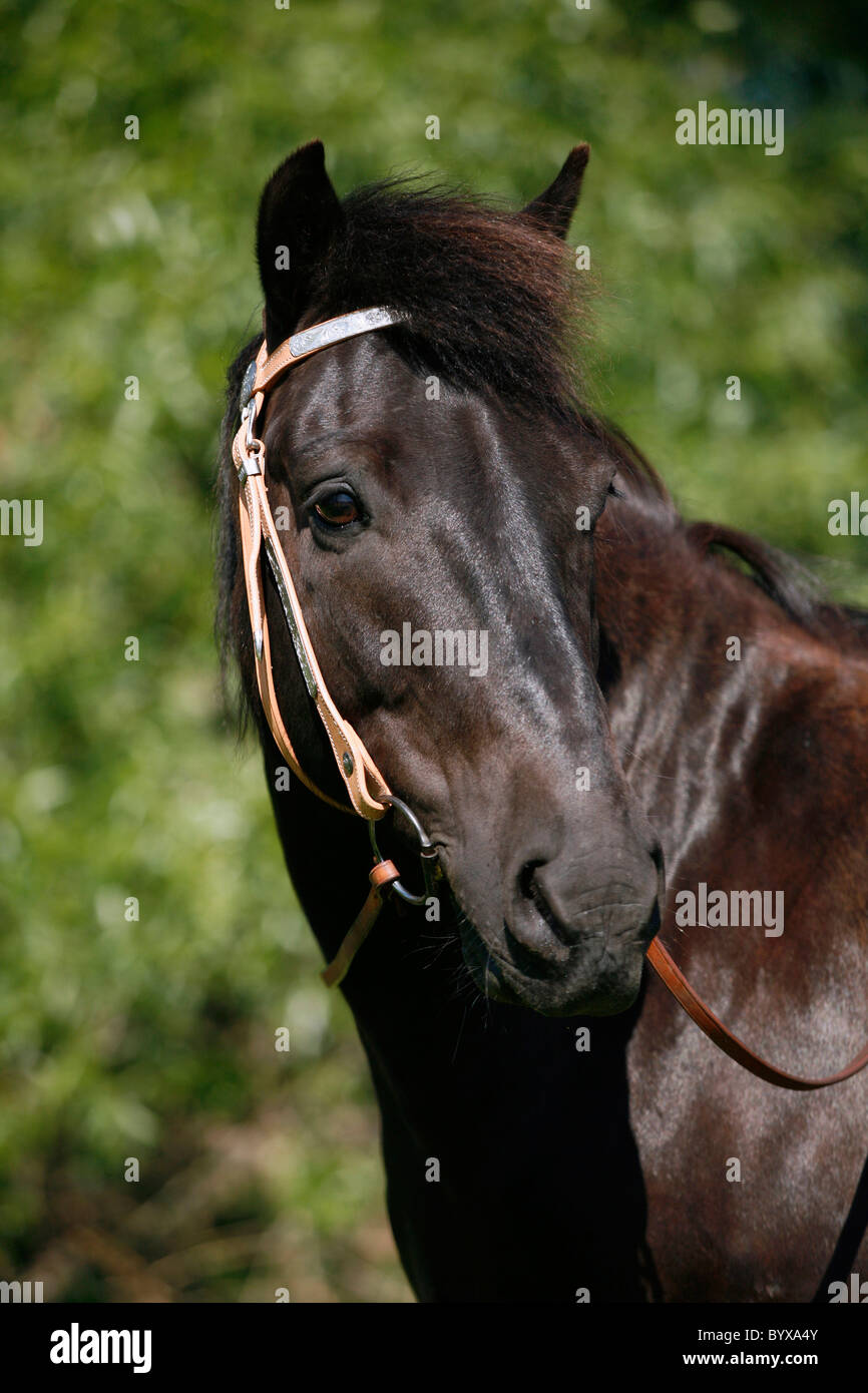 Rappe Portrait / black horse Stock Photo