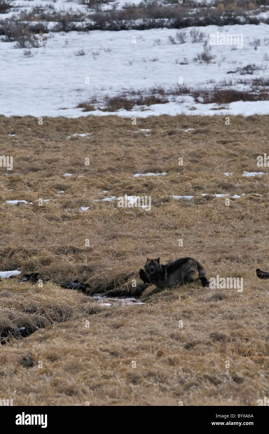 Wyoming, Yellowstone National Park, Grey Wolf, Wolf Stock Photo Alamy