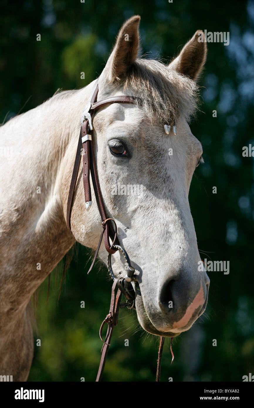 Schimmel Portrait / white horse Stock Photo