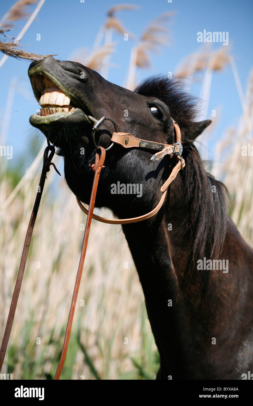 Rappe Portrait / black horse Stock Photo