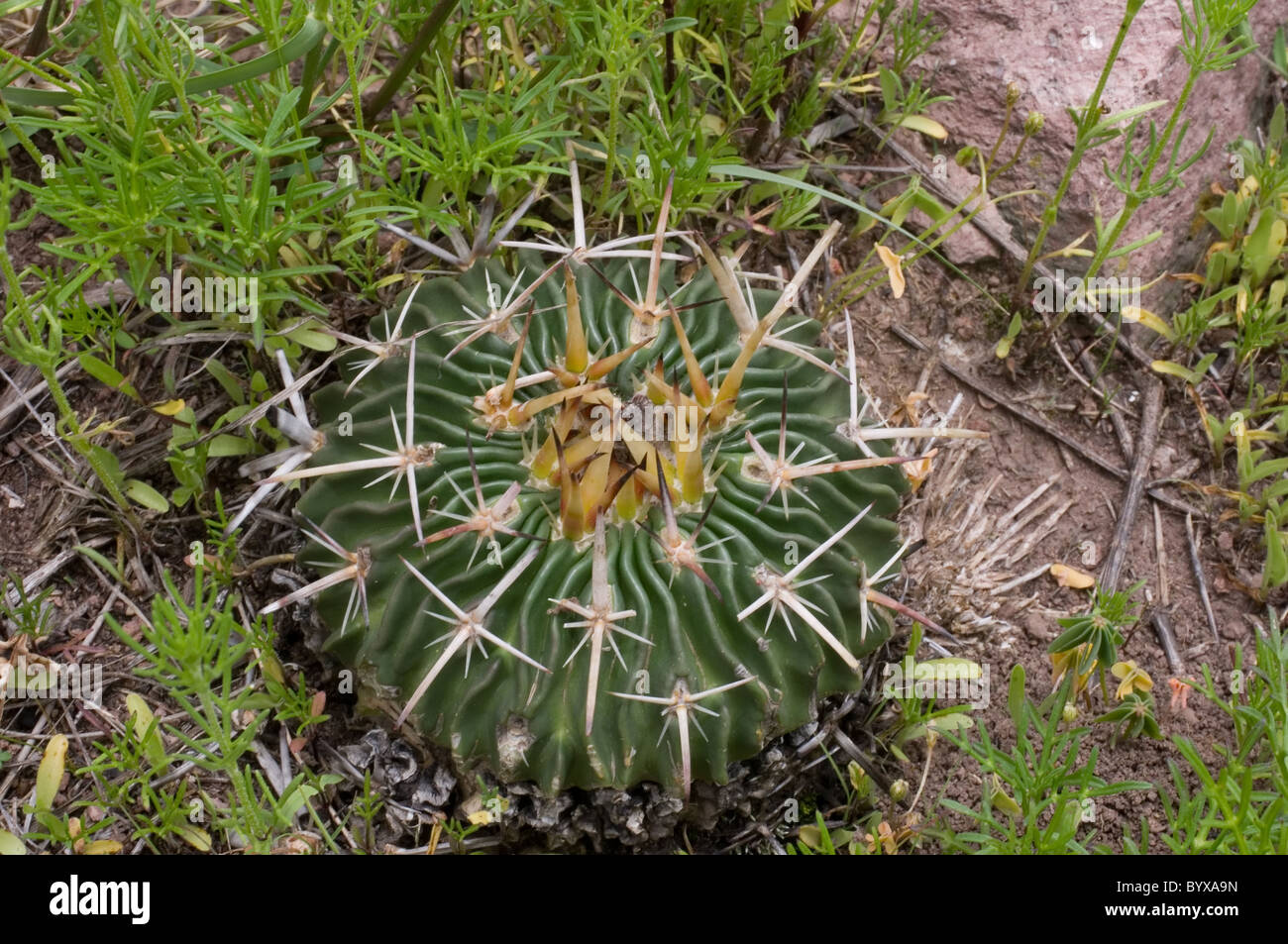 Photo of a wild cactus (Stenocactus obvallatus) in central Mexico Stock Photo